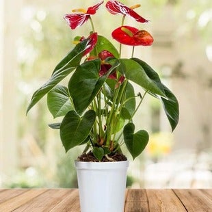 Flowers by Florists.com deals