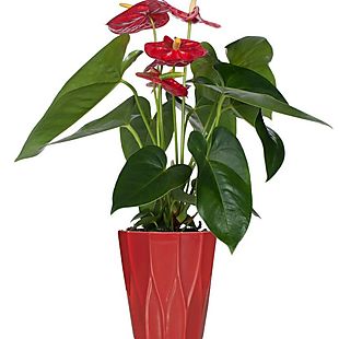 Flowers by Florists.com deals
