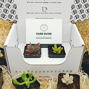 Succulent Studios deals