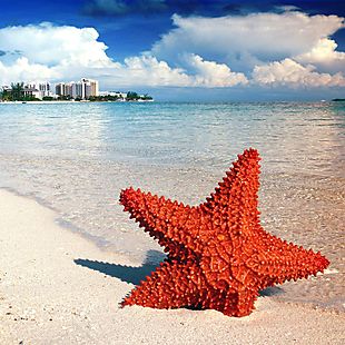 Avoya Travel deals
