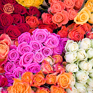 2 Dozen Long-Stem Roses $39 Shipped