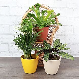 Pet-Friendly Potted Plants $26 Shipped