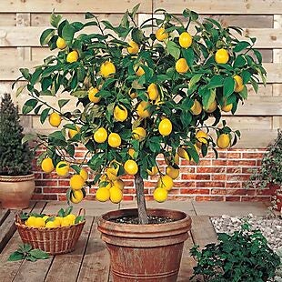 Lemon Tree $57 Shipped