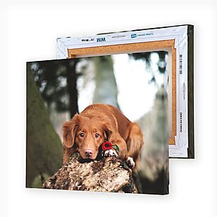 Easy Canvas Prints