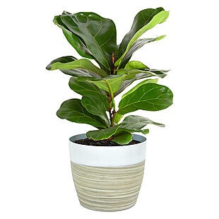 Up to 40% Off Costa Farms Houseplants