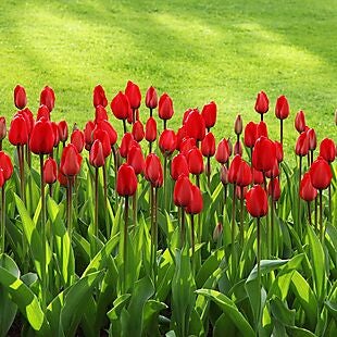 10pk Tulip Flower Bulbs $15
