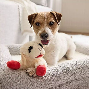 Up to 50% Off Pet Toys & Accessories