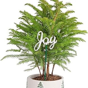 Live Tabletop Christmas Tree $25